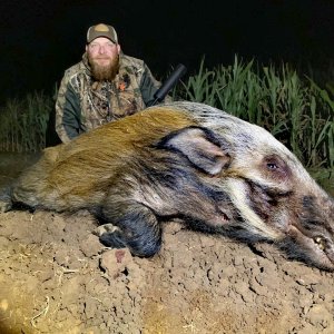 Bushpig Boar