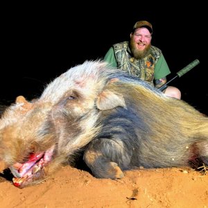 Bushpig Boar