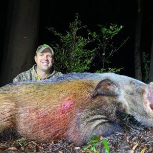 Bushpig Boar