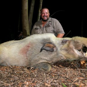 White Bushpig Boar