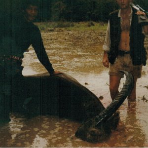 Water Buffalo Hunt