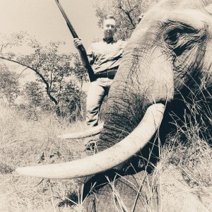 Omay Elephant Bull Hunt