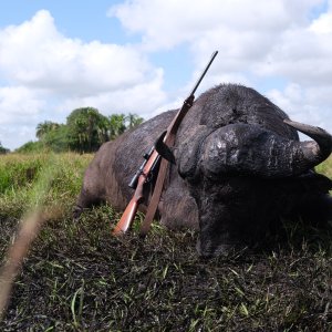 Buffalo Hunting Mozambique