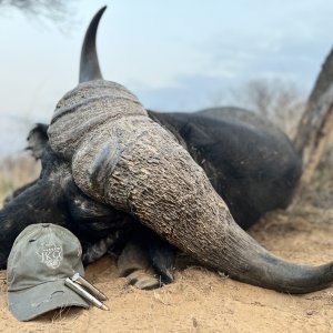 Buffalo Hunt South Africa