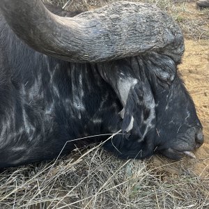 Old Buffalo Bull Hunt South Africa