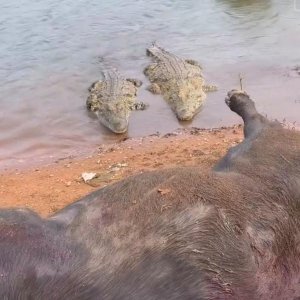 Crocodile Buffalo Kill Limpopo South Africa