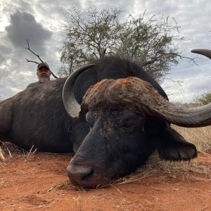 Buffalo Hunt Limpopo South Africa