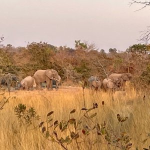 Elephants Rungwa Tanzania
