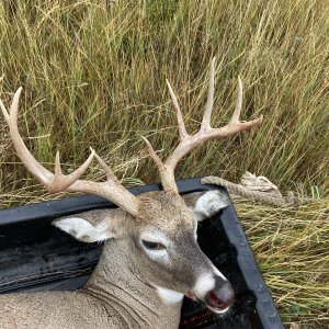 Whitetail Hunting