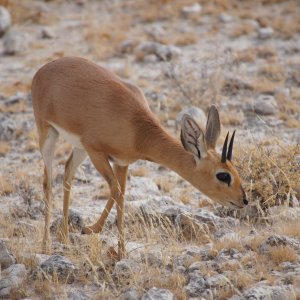 Steenbok