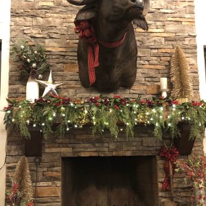 Buffalo Shoulder Mount Taxidermy