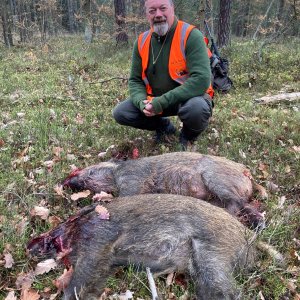 Driven Boar Hunt In Czech Republic