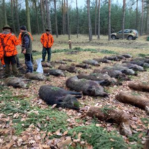Driven Boar Hunt In Czech Republic