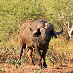 Buffalo Limpopo South Africa