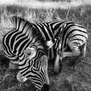 Zebra Hunting South Africa