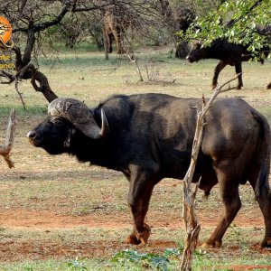 Buffalo South Africa