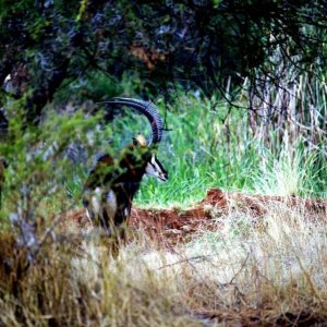 Sable South Africa