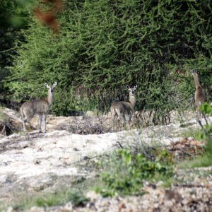 Klipspringer South Africa