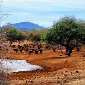 Buffalo South Africa