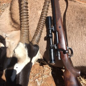 Gemsbok Hunt South Africa