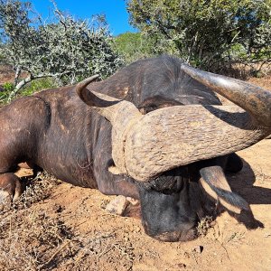 Buffalo Hunt Karoo South Africa