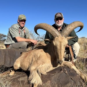 Barbary Sheep Hunt Karoo South Africa
