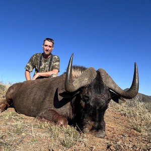 Black Wildebeest Hunt Karoo South Africa