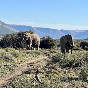 Elephants Karoo South Africa