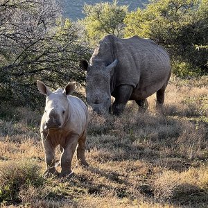 White Rhinos Karoo South Africa