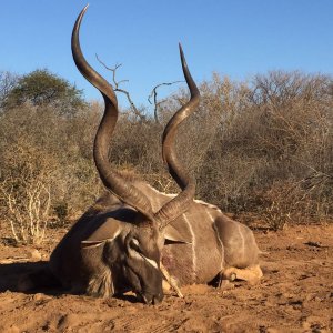 Kudu bull