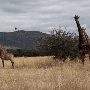 Black Giraffe