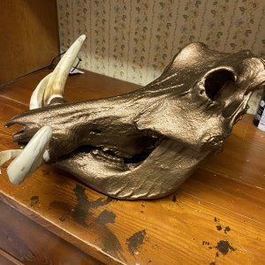 Painted Warthog Skull