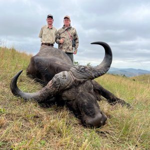 Buffalo Hunting Kwazulu Natal South Africa