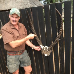 36 Inch Waterbuck Skull