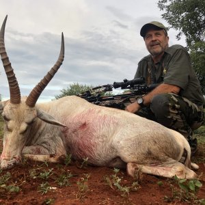 White Blesbok Hunt South Africa