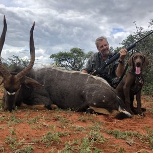 Nyala Hunt South Africa