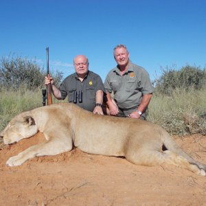 Lioness Hunt Kalahari South Africa