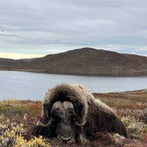 Hunting Muskox Greenland