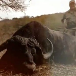 Buffalo Limpopo South Africa