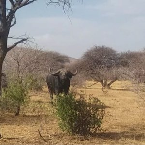 Buffalo Limpopo South Africa