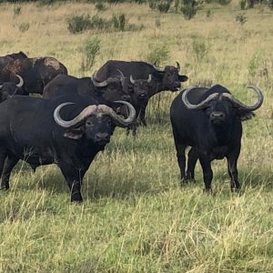 Buffalo Limpopo South Africa