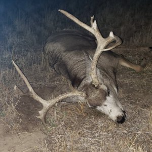 Mule Deer Hunt