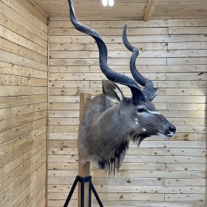 Kudu Shoulder Mount Taxidermy