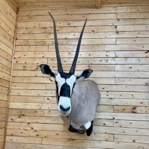 Gemsbok Pedestal Wall Mount Taxidermy