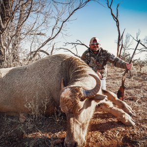 Water Buffalo Hunt Texas