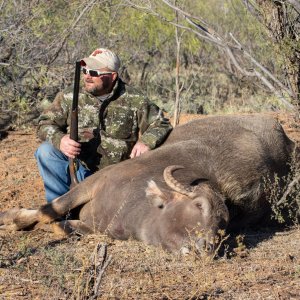 Water Buffalo Hunt Texas