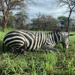Zebra Hunting Tanzania