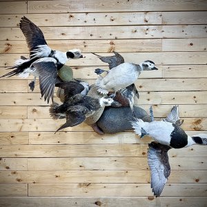 Long-Tailed Duck Full Body Mount Taxidermy