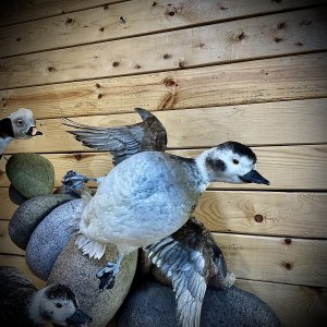 Long-Tailed Duck Full Body Mount Taxidermy