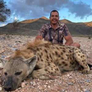 Spotted Hyena Hunting Namibia